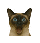 びっくり顔（猫編）（個別スタンプ：13）