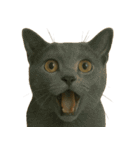 びっくり顔（猫編）（個別スタンプ：40）