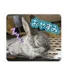 うさぎのごま吉2（個別スタンプ：3）
