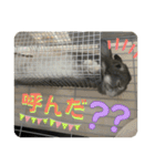 うさぎのごま吉2（個別スタンプ：5）