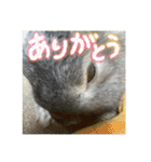 うさぎのごま吉2（個別スタンプ：7）