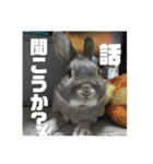 うさぎのごま吉2（個別スタンプ：8）