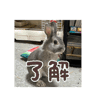 うさぎのごま吉2（個別スタンプ：10）