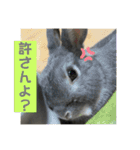 うさぎのごま吉2（個別スタンプ：11）