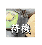 うさぎのごま吉2（個別スタンプ：14）