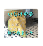 うさぎのごま吉2（個別スタンプ：15）