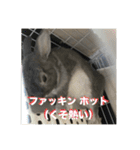 うさぎのごま吉2（個別スタンプ：17）