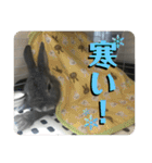 うさぎのごま吉2（個別スタンプ：18）