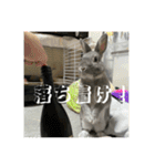 うさぎのごま吉2（個別スタンプ：21）