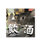 うさぎのごま吉2（個別スタンプ：24）
