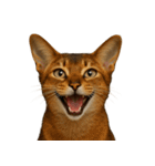ハッピー顔（猫編）（個別スタンプ：1）