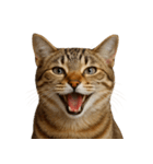 ハッピー顔（猫編）（個別スタンプ：5）