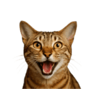 ハッピー顔（猫編）（個別スタンプ：6）