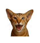 ハッピー顔（猫編）（個別スタンプ：7）