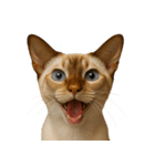 ハッピー顔（猫編）（個別スタンプ：8）