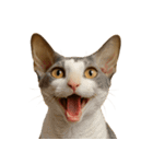 ハッピー顔（猫編）（個別スタンプ：10）