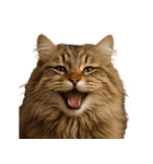 ハッピー顔（猫編）（個別スタンプ：11）