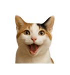 ハッピー顔（猫編）（個別スタンプ：12）