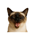 ハッピー顔（猫編）（個別スタンプ：13）