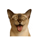 ハッピー顔（猫編）（個別スタンプ：23）