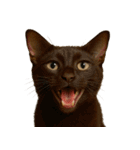 ハッピー顔（猫編）（個別スタンプ：26）