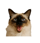 ハッピー顔（猫編）（個別スタンプ：27）