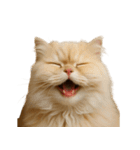 ハッピー顔（猫編）（個別スタンプ：31）