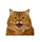 ハッピー顔（猫編）（個別スタンプ：36）