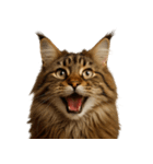 ハッピー顔（猫編）（個別スタンプ：37）