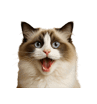 ハッピー顔（猫編）（個別スタンプ：38）