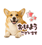 コーギーちゃんの☆毎日使う敬語スタンプ（個別スタンプ：1）