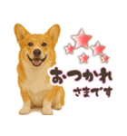 コーギーちゃんの☆毎日使う敬語スタンプ（個別スタンプ：3）