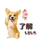 コーギーちゃんの☆毎日使う敬語スタンプ（個別スタンプ：5）