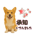 コーギーちゃんの☆毎日使う敬語スタンプ（個別スタンプ：6）