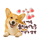 コーギーちゃんの☆毎日使う敬語スタンプ（個別スタンプ：8）