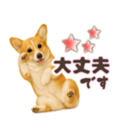 コーギーちゃんの☆毎日使う敬語スタンプ（個別スタンプ：15）