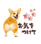 コーギーちゃんの☆毎日使う敬語スタンプ（個別スタンプ：22）