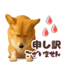 コーギーちゃんの☆毎日使う敬語スタンプ（個別スタンプ：23）