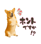 コーギーちゃんの☆毎日使う敬語スタンプ（個別スタンプ：24）