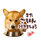 コーギーちゃんの☆毎日使う敬語スタンプ（個別スタンプ：27）