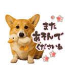 コーギーちゃんの☆毎日使う敬語スタンプ（個別スタンプ：31）