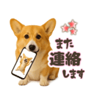 コーギーちゃんの☆毎日使う敬語スタンプ（個別スタンプ：32）