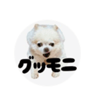 おちびごあいさつ（個別スタンプ：1）