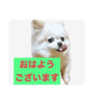 おちびごあいさつ（個別スタンプ：2）