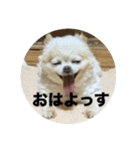 おちびごあいさつ（個別スタンプ：4）