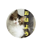 おちびごあいさつ（個別スタンプ：7）