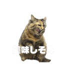 うちのぬこ【アンバー】（個別スタンプ：3）