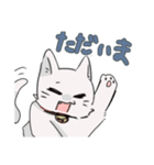 しろねこの連絡スタンプ（個別スタンプ：9）