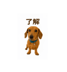 ケンのstamp（個別スタンプ：7）