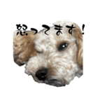 かわいい犬！ムクりん！7（個別スタンプ：23）